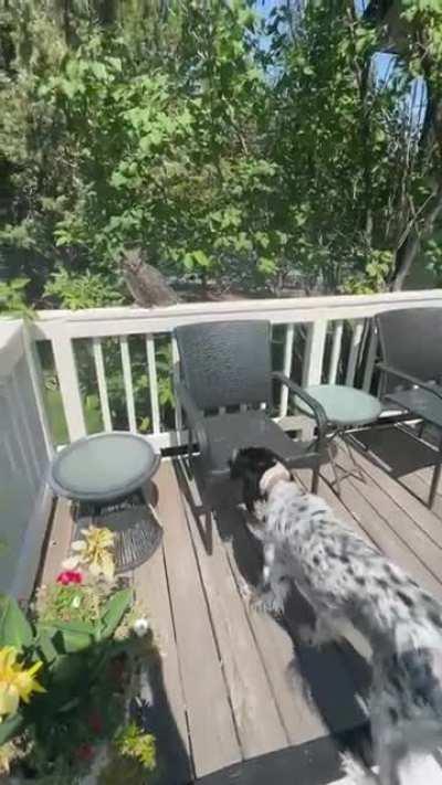 This visiting owl at my parent&rsquo;s house was not happy about their dog.