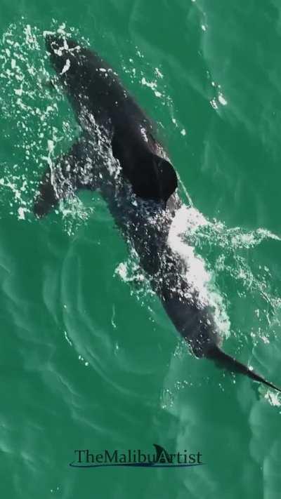 🔥 Great White Shark munching on Kelp.