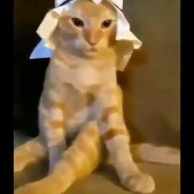 Simplemente gato árabe