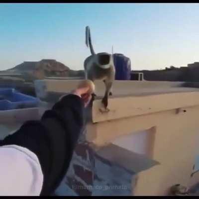 Roubaram meu cachorro