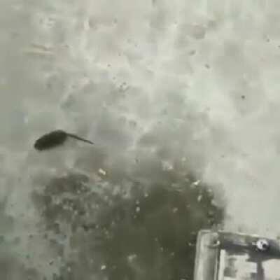 Mīķę Wă§øwšķî