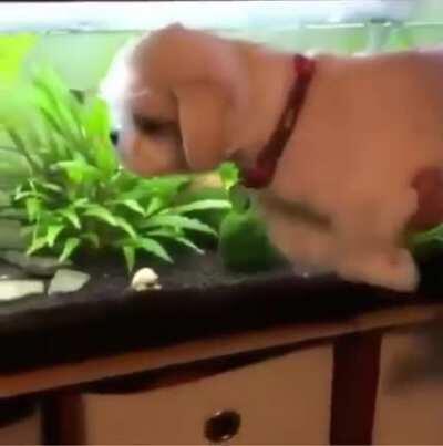 He thinks he’s swimming