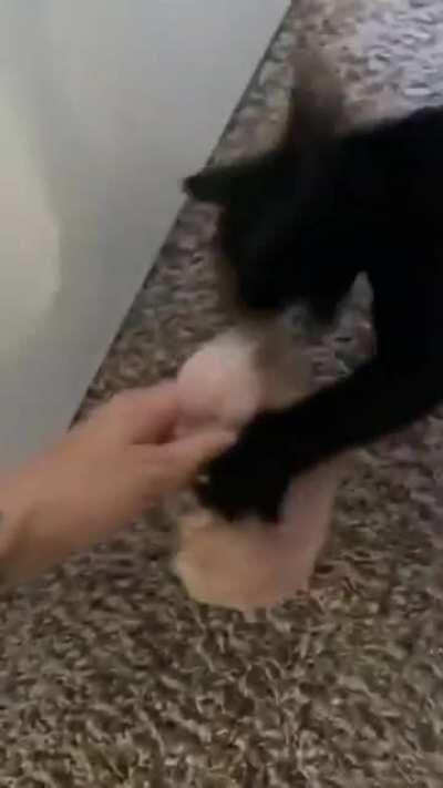Kitten steals raw chicken from the kitchen