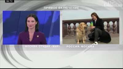 Dog interrupting live weather report