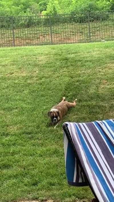 Sploot, Slide, and Dine.