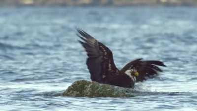 Crab snack fights back