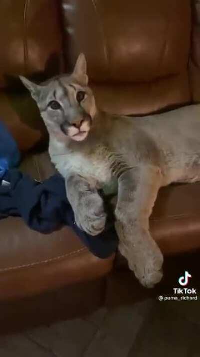 In Russia, there is no such thing as a cat. They have puma high on vodka