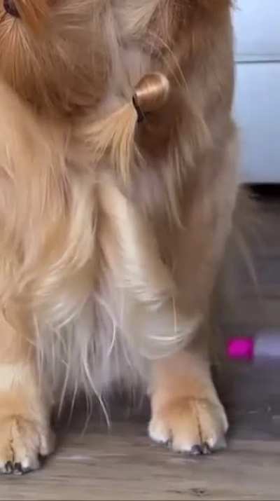 What a distinguished Gentleman