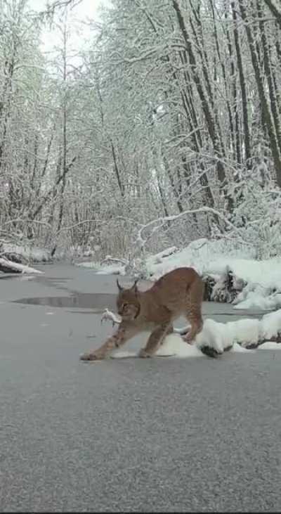 🔥 Bobcat ventures onto thin ice, hears cracking, and decides to jump across instead 