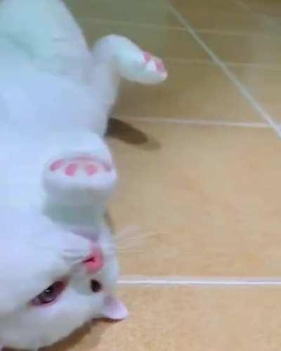 Upside down cat!