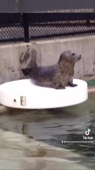 Stealthy sibling shenanigans at The Marine Mammal Center in California