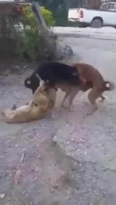 В мире животных