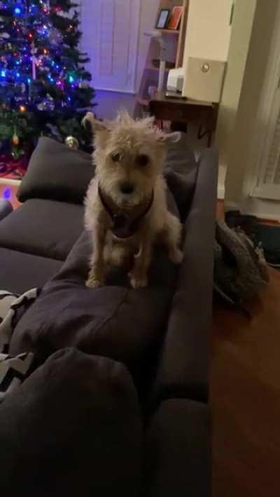 What do you mean my tail looks funny?