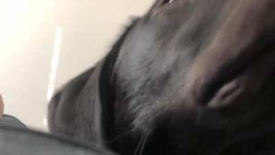 Time to wake up borks