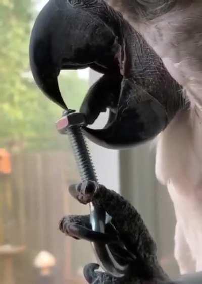 You don't know what skills your pet bird has learned...