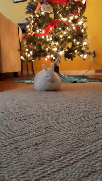 Waiting on Santa to bring some carrots.