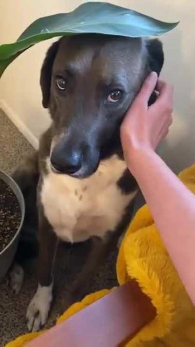 The KING of guilt trips