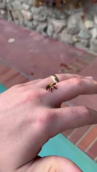 please dont sting....