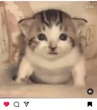 kItTeN dIeS iN aIr-StRiKe