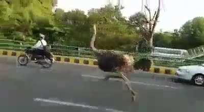 Ostrich on a busy road - Lahore, Pakistan