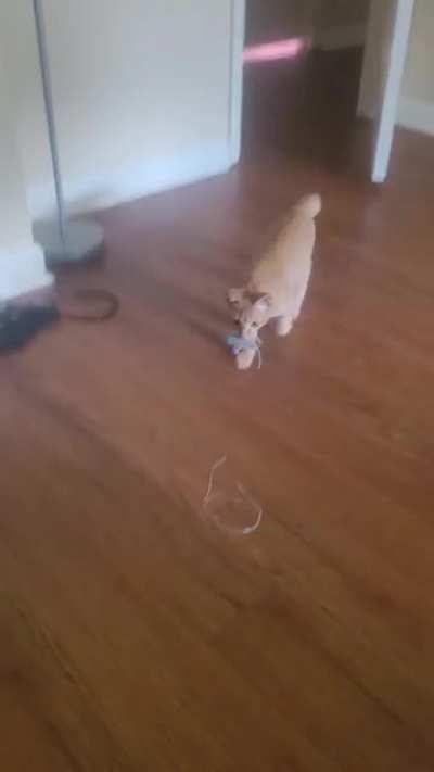 Sometimes, when Cheeto gets a turn with the brain cell, he plays fetch. 🦀Confused crab walk ensues🦀