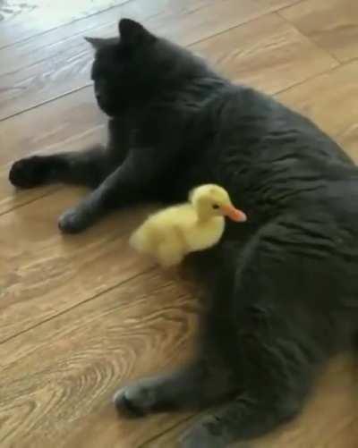 My fluffy yellow people need me