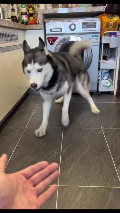 Give me your paw...Run