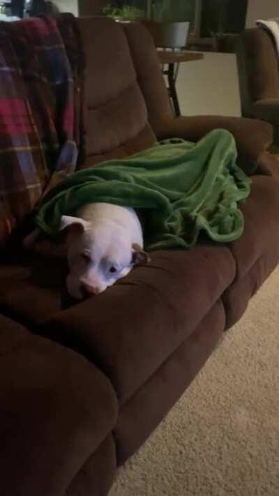 Piper’s tail is stuck under her blanket