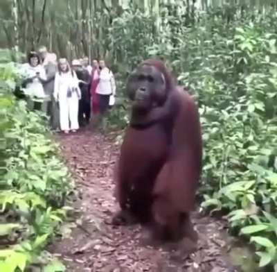 Monke asserting dominance