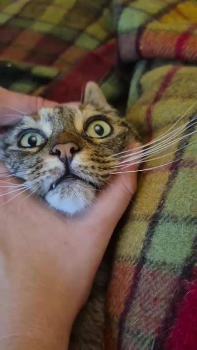 I should have listened to WikiHow's advice... we the cat and she lost her last braincell. Tragic.