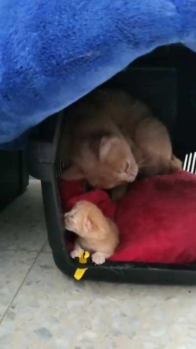 Warning! The roars might be disturbing.