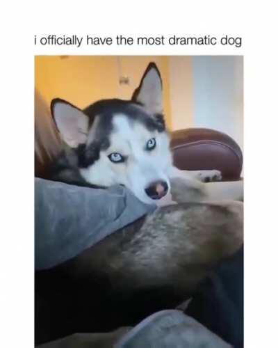 You will not stop petting me!