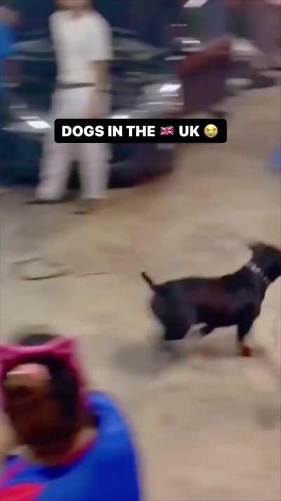 Dog got authority in the streets 😂