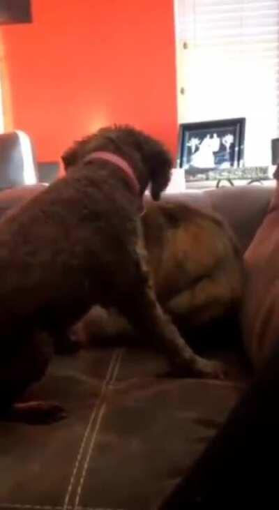 The cat hugs the dog after he has stroked it.