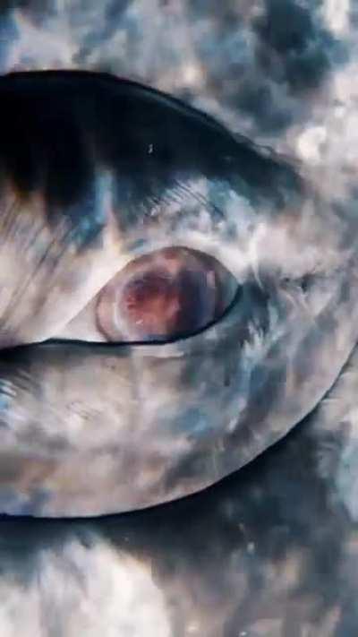The eye of a gray whale 👁️🐋