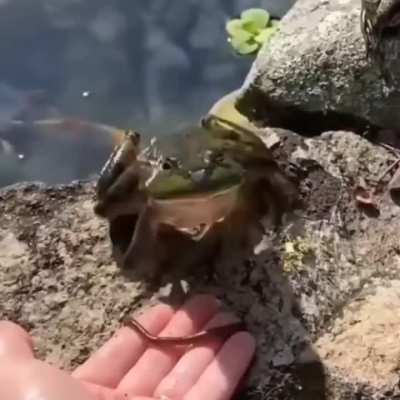 five nights at wunkys 😨😨😨