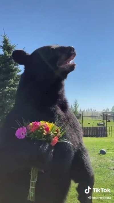 A bear carries a bouquet!