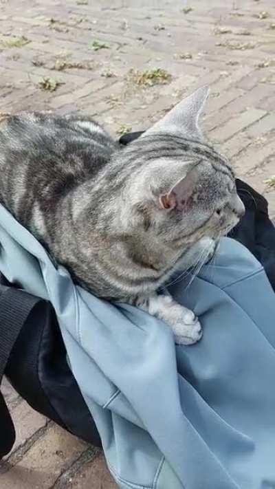 I think I might've been a little too nice to the cat from down the street