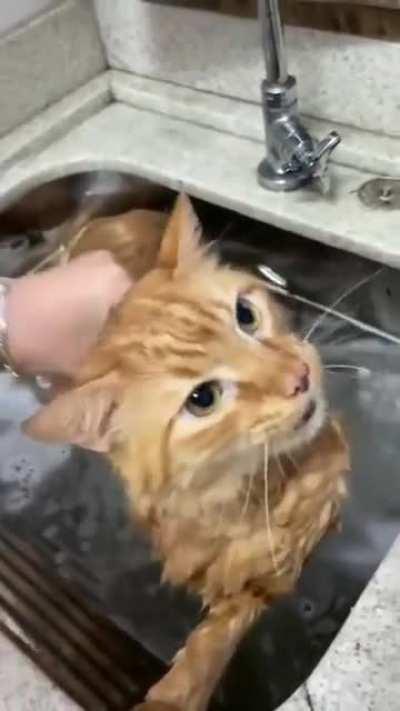 Lost connection to his last braincell🧡