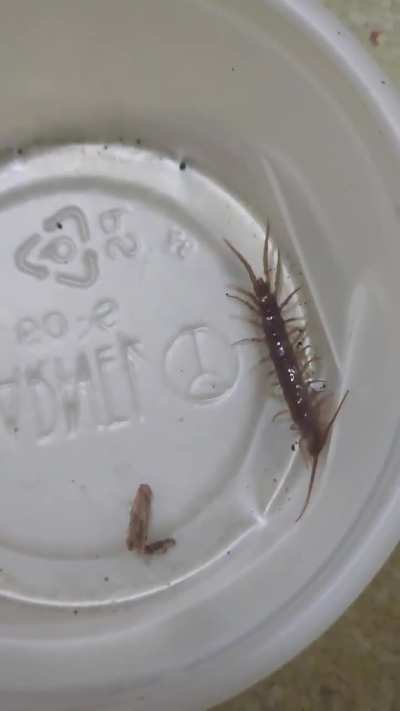 Does anyone know anything about this species?