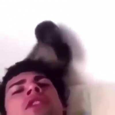 Macaquinho do tiguiriguida tum duro