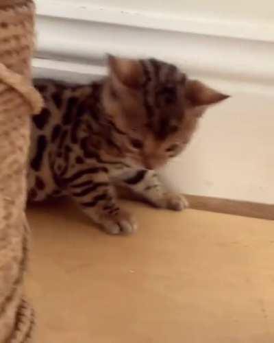 Illegally smol criminal Bengal kittens