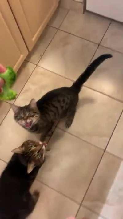 He screams, she screams, they both scream for... broccoli?