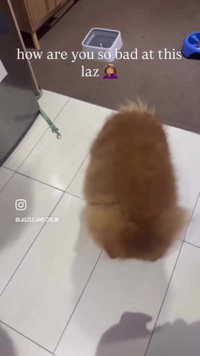 please enjoy laszlo being bad at catch