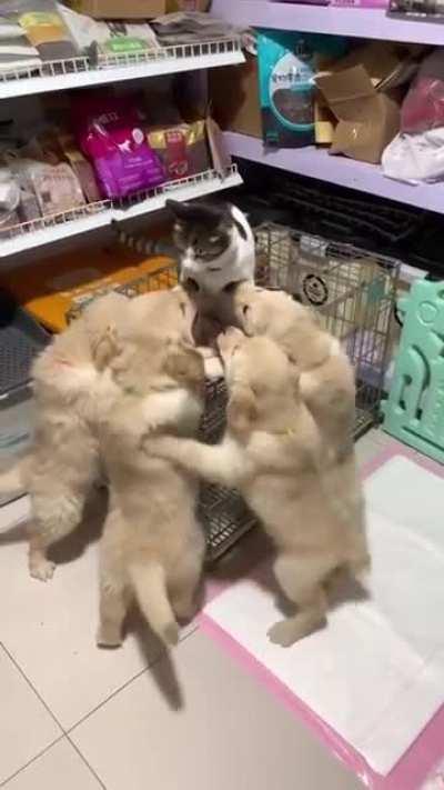 Все любят Котиков