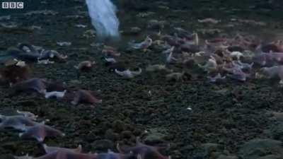 Brinicle formation under the Antarctic ice sheet