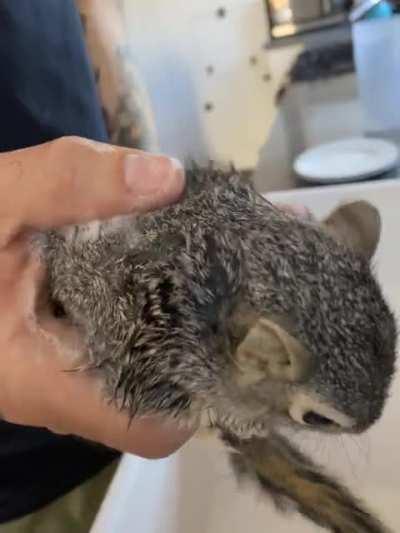 Handsome Pete needed a bath badly, but surprisingly he loved it! The warm water was relaxing, and he was great about being dried off too. He’s most definitely the sweetest squirrel I’ve met. He constantly wants attention from my wife and I. He’s gonna be 