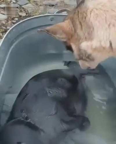 bAby SEal GeTs traPpEd oN BeaCh anD Is eaTeN AliVE bY RAbiD doG