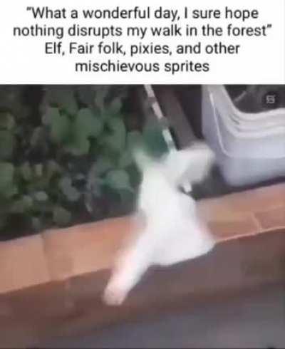 Virgin Skinwalkers vs Chad Elf Folk.