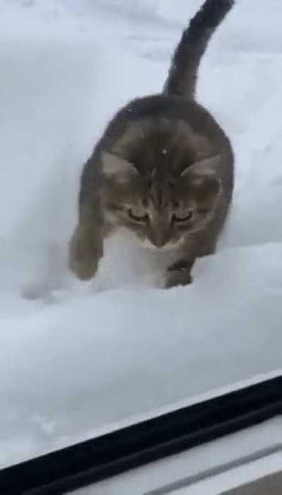 pOoR cAt FuCkInG sUcKeD iNtO tHe AbByS